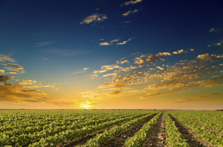 Frozen and Refrigerated Food Council of Northern California