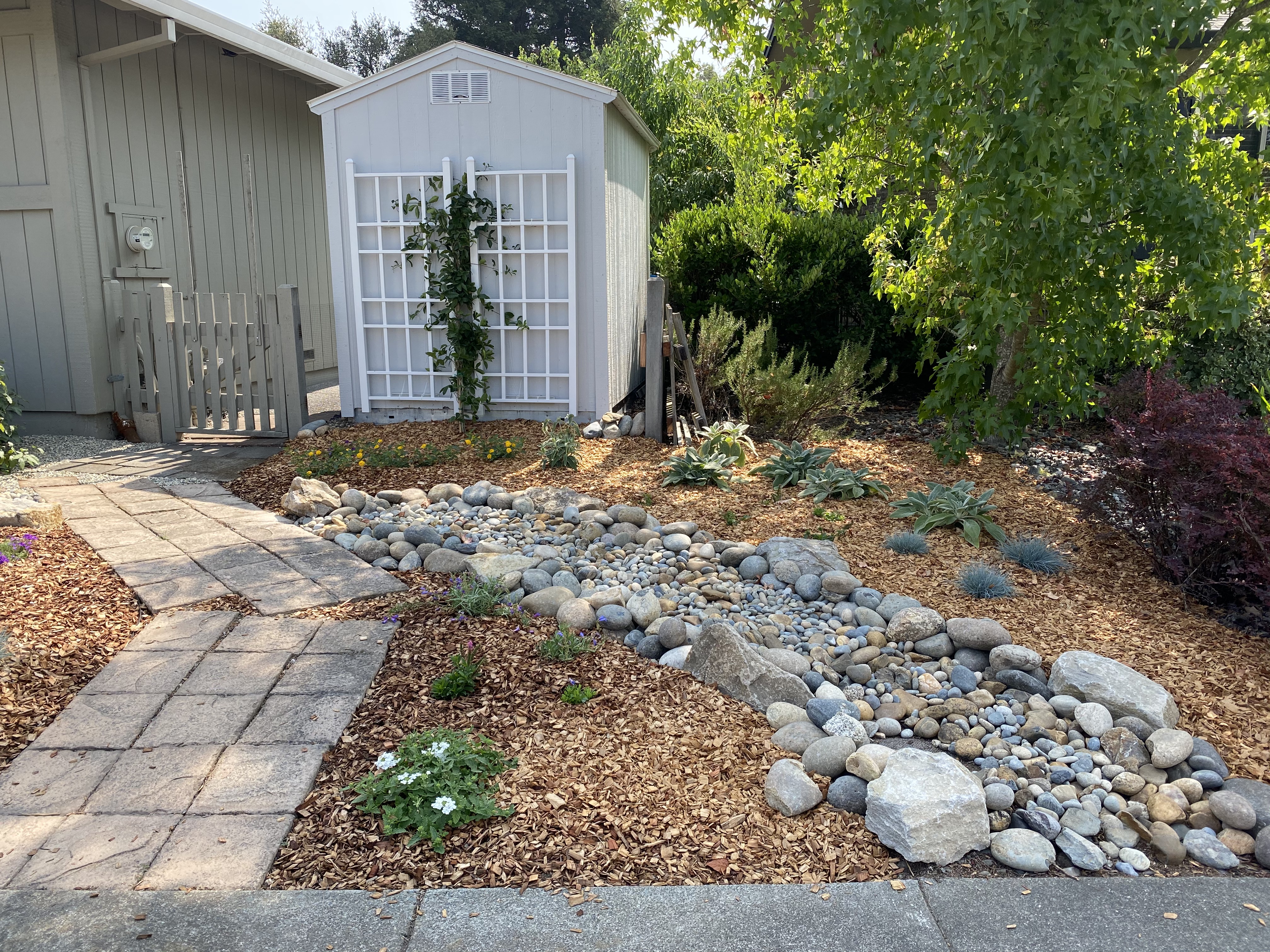 After - dry creekbed with blooms and trumpet vine on the shed instead of massive shrubs