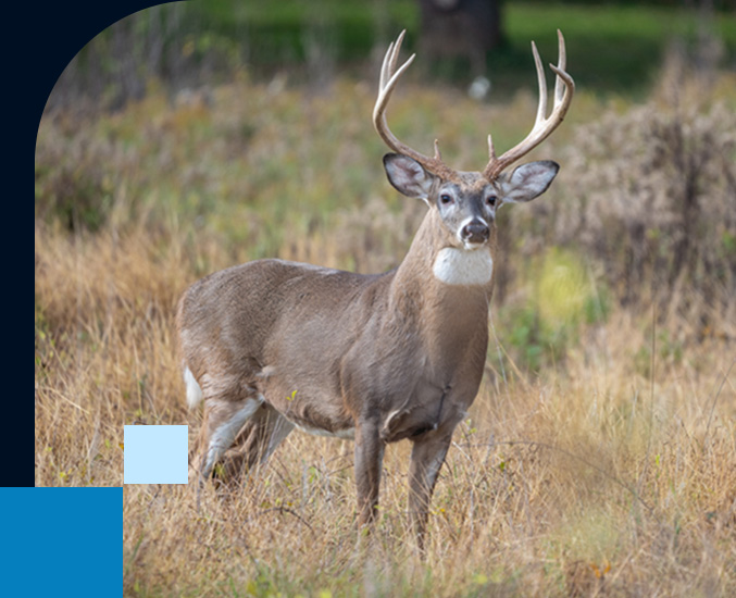 Deer in Forest