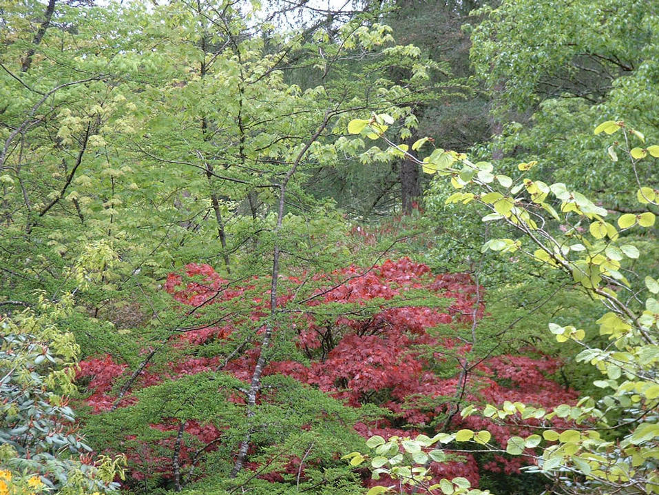 Crarae Gardens Nr Inverary