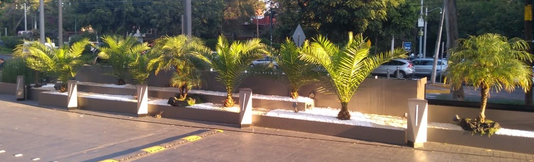 Jardín tropical con palmera y seto de piedra frente a una casa.