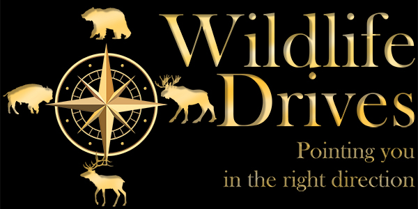 Widlife Drives Branding