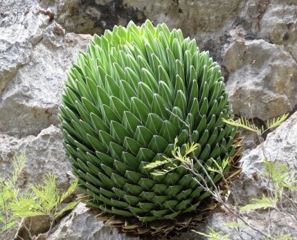 Noa (Agave victoriae-reginae)