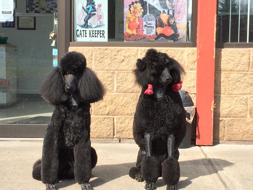 Heads & Tails Prof Dog Grooming, Inc.