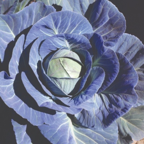 Cabbage Vantage Point Cabbage Vantage Point