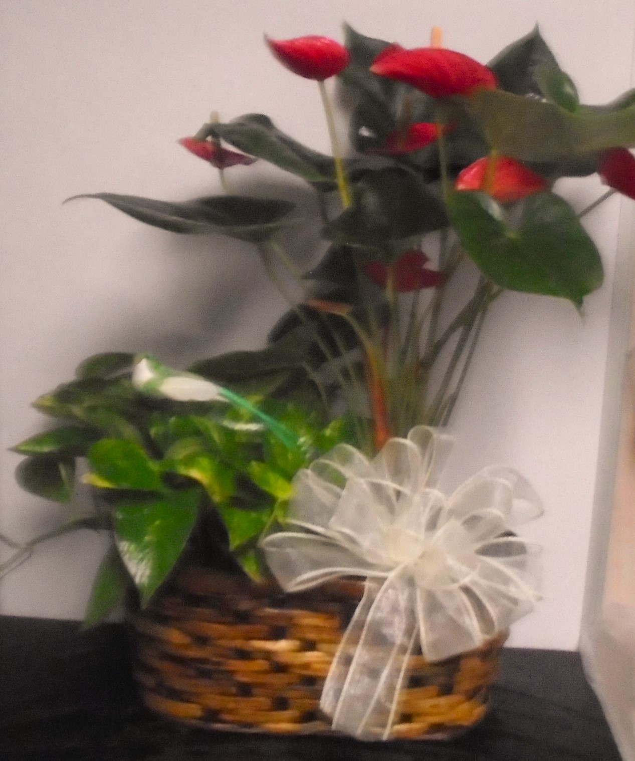  (20) "Double" Plant Combo
( Anthurium & Pothos)
$80.00