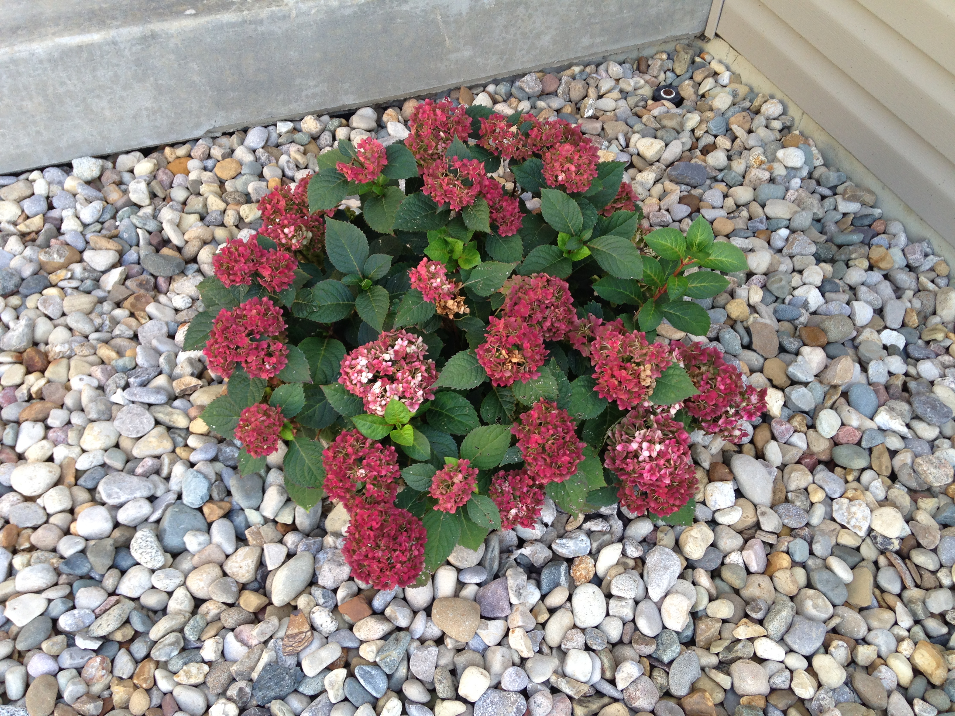 https://0201.nccdn.net/1_2/000/000/122/97b/endless-summer-bloomstruck-hydrangea.jpg