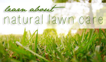 Lawn Care Experts Haverhill Yard Maintenance Rock Rose Landscaping