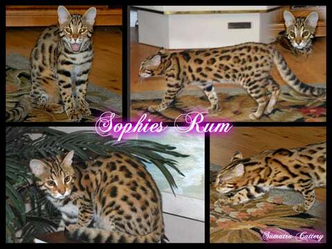 Uniqueprints Sophies Rum of Cazpurr