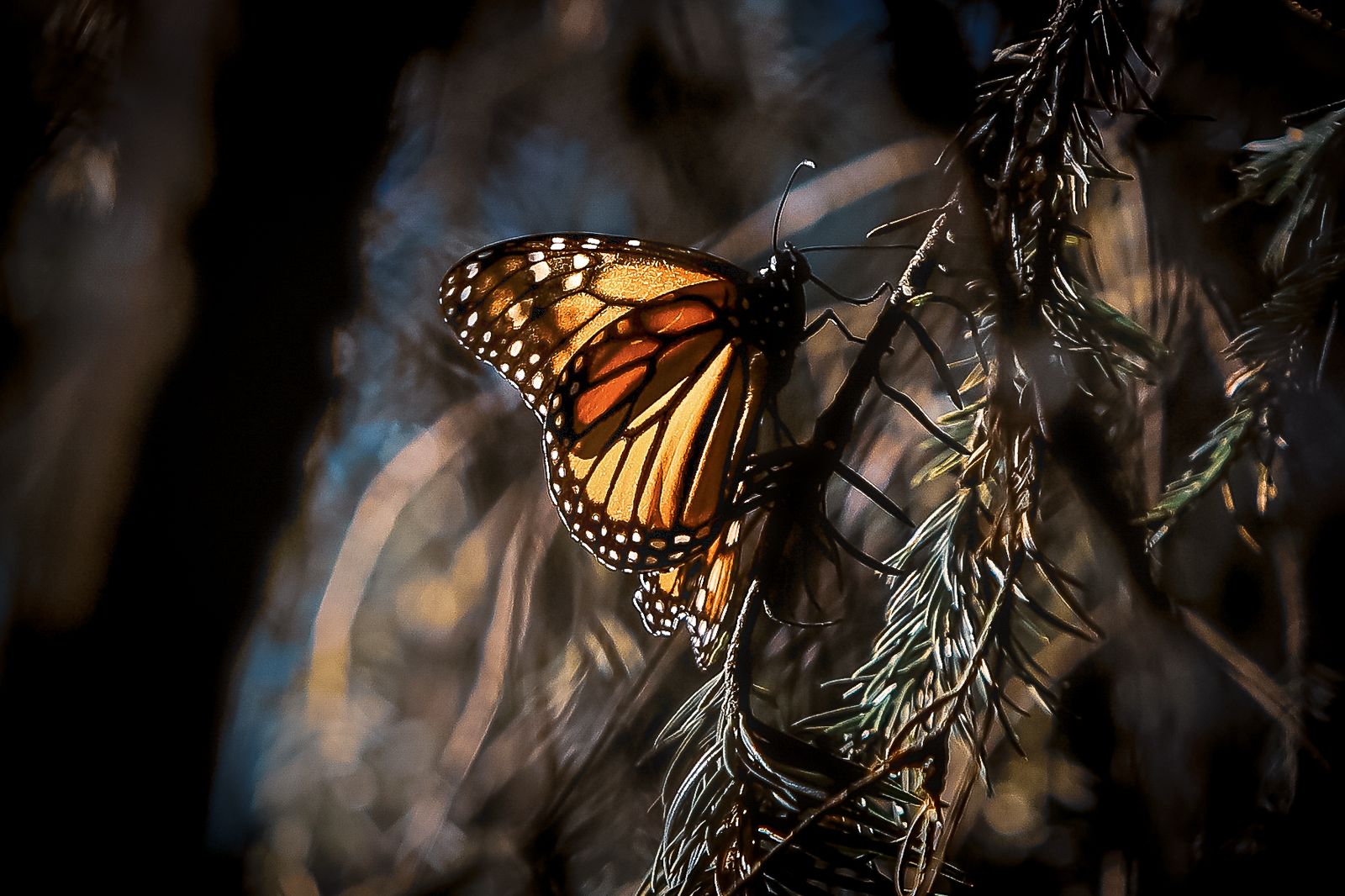 Paisaje exótico con palmeras, piscina y arquitectura clásica frente a un lago, montañas al fondo. Paisaje exótico con palmeras, piscina y arquitectura clásica frente a un lago, montañas al fondo.