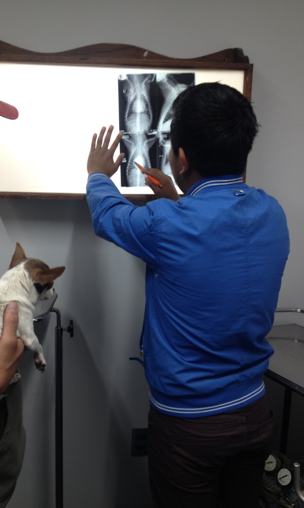 El Dr. José en interpretación radiográfica con blacky