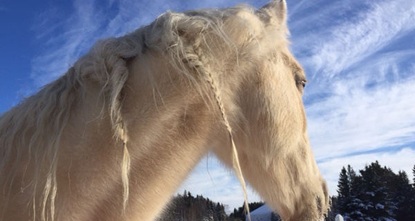 Horse During Winter