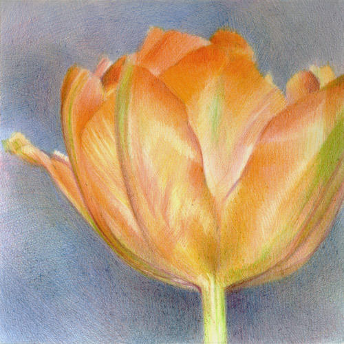 Flower/Small Works: RHS Tulip#1