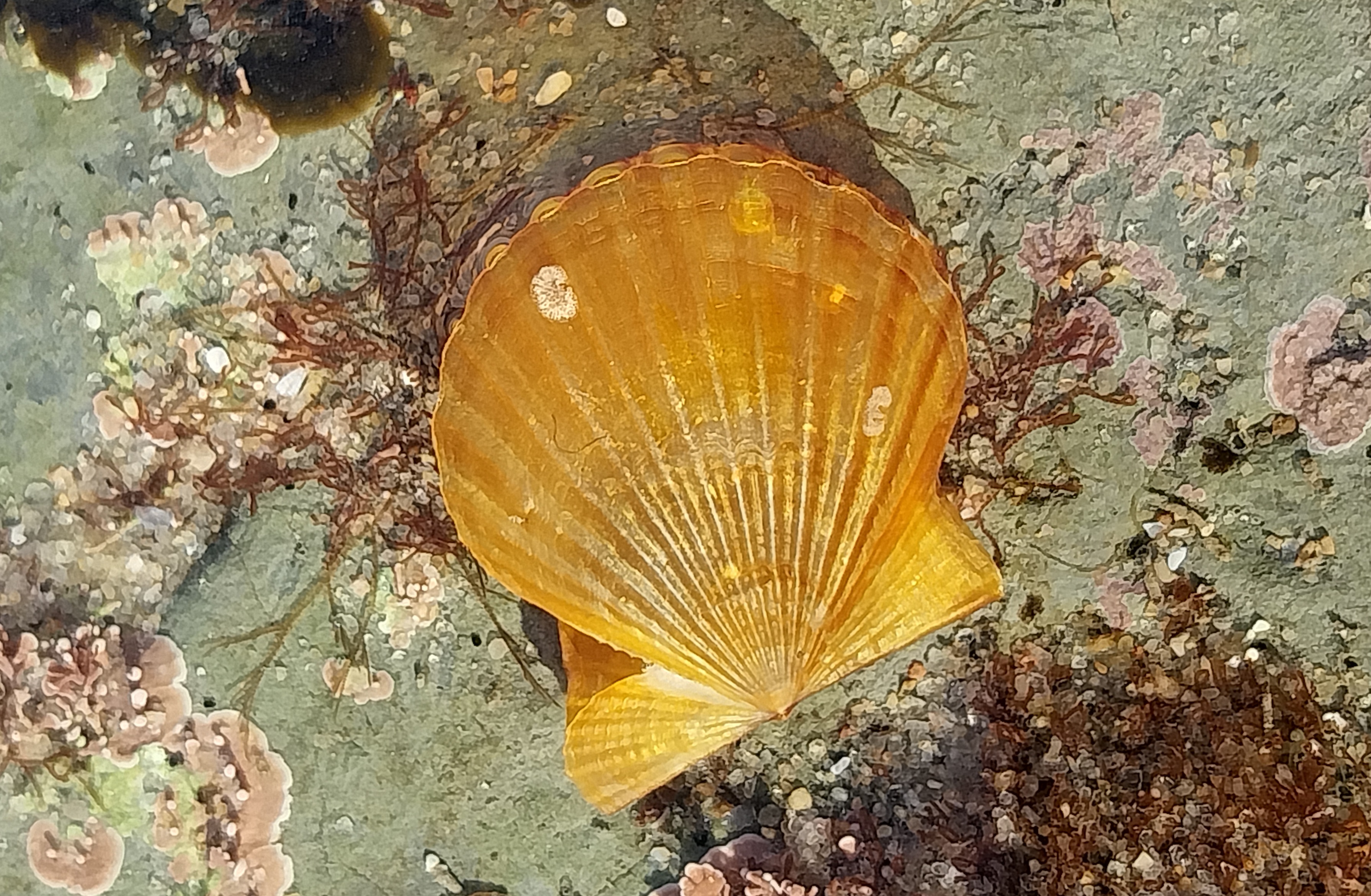 Kelp Scallop (Leptopecten latiauratus)