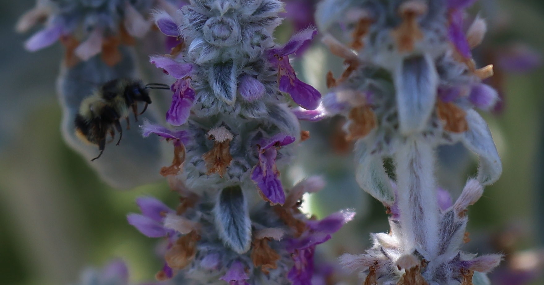 https://0201.nccdn.net/1_2/000/000/124/218/bee-and-lambs-ear.jpg