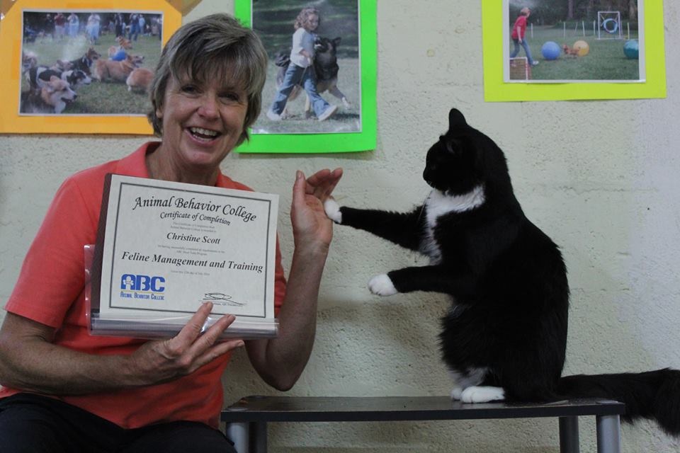 Cat Certificate