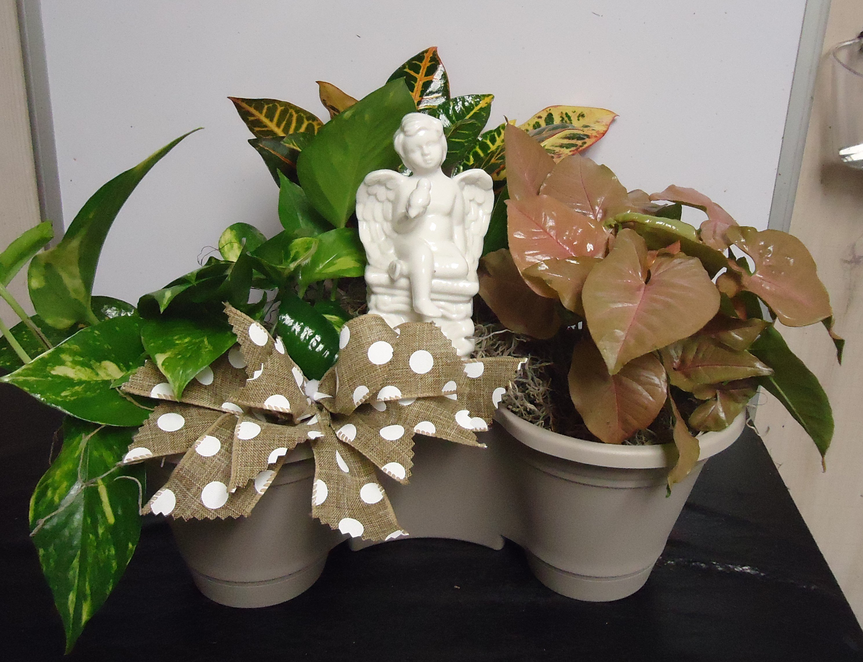 (17B) "Three" Plant Combo
W/ Angel
$50.00