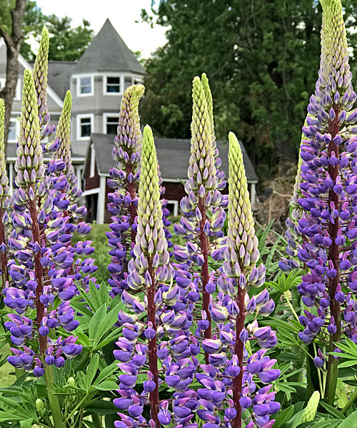 Lupines
