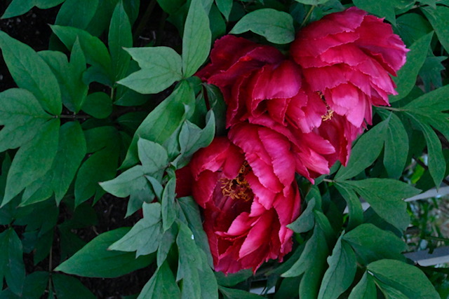 Such a cozy looking -- and also stunning -- red peony in Sanda's garden.
