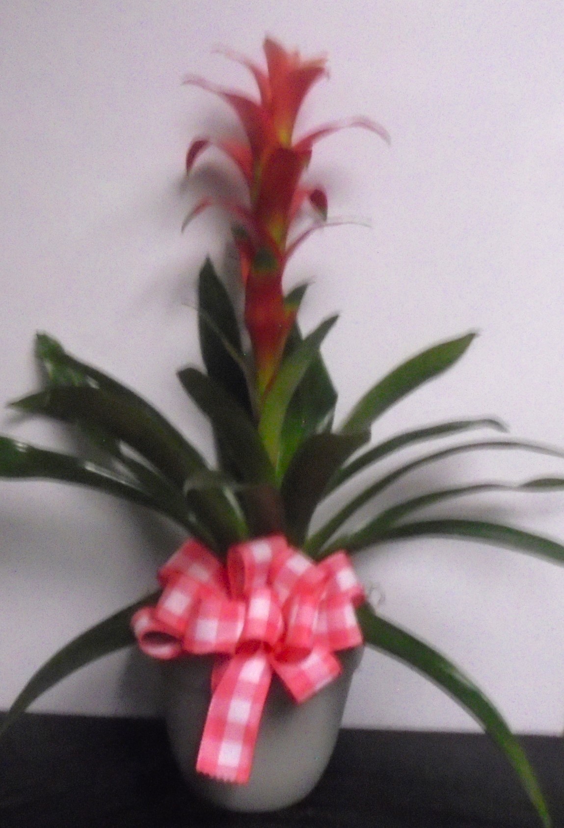  (19) "Coral Pink" Bromeliad Plant
$65.00