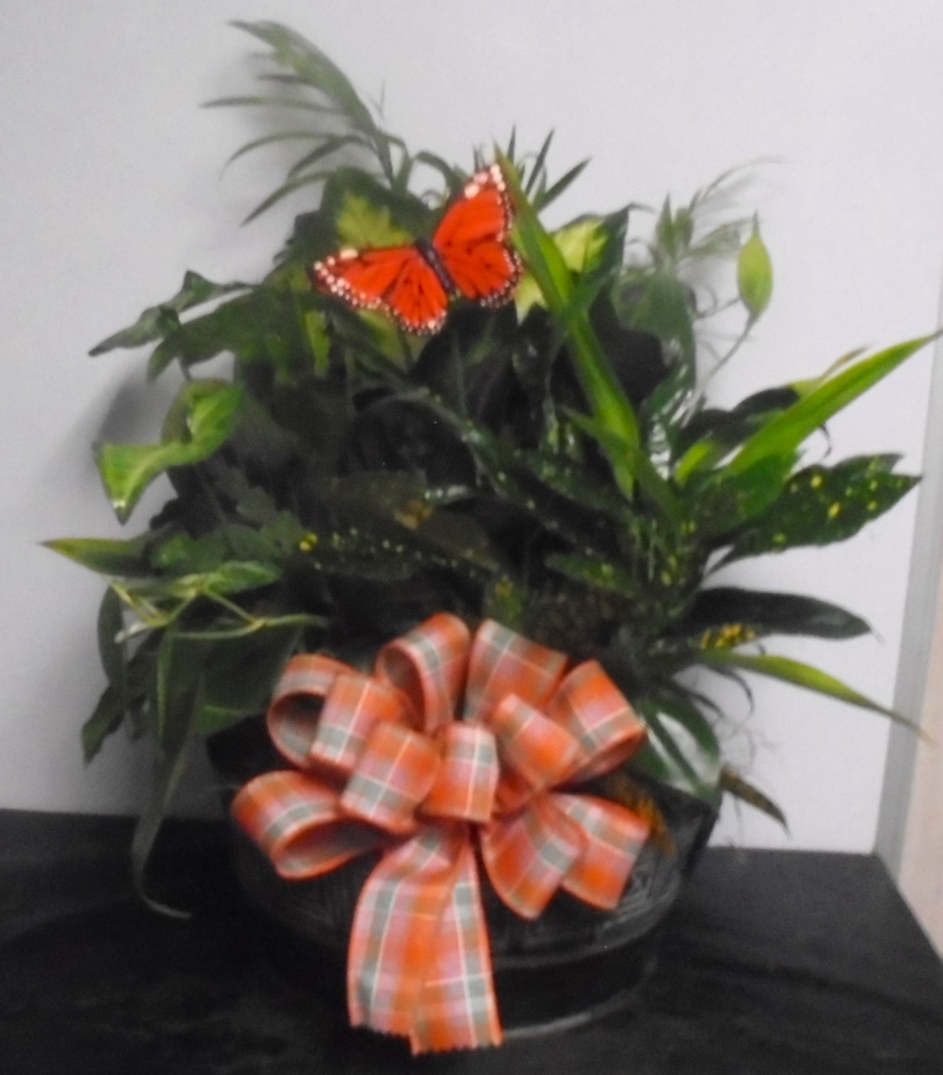(7)  Dish-Garden Plant
W/ Butterfly
$75.00