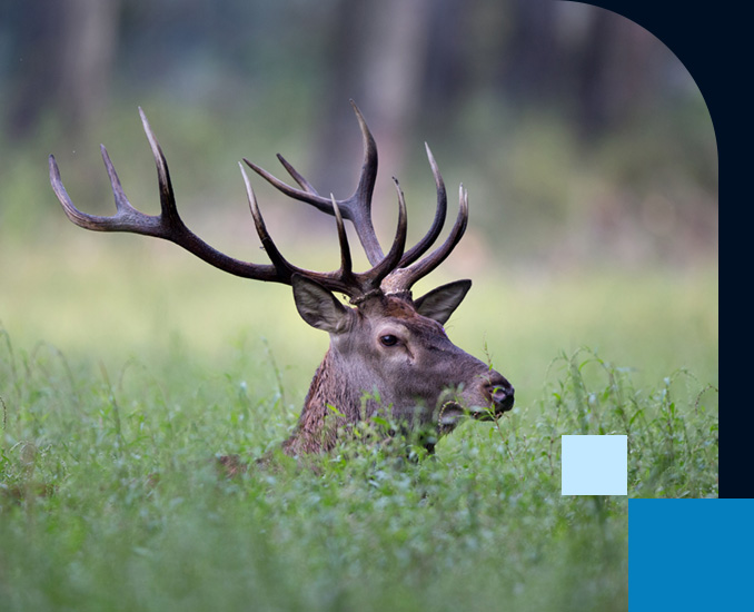 Red Deer in Forest