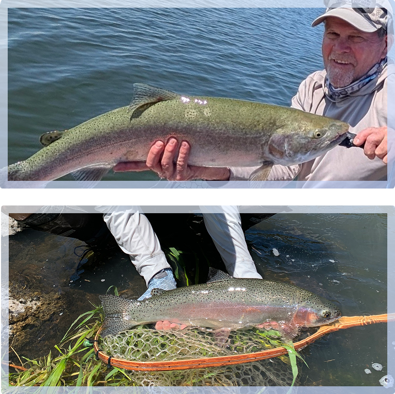 Man holding a fish over a net near a river. 
Man holding a large fish on a boat with a net near the water.