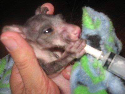 Tyson was so little when he came in after his mother was killed by a car and he was found still alive in the pouch.