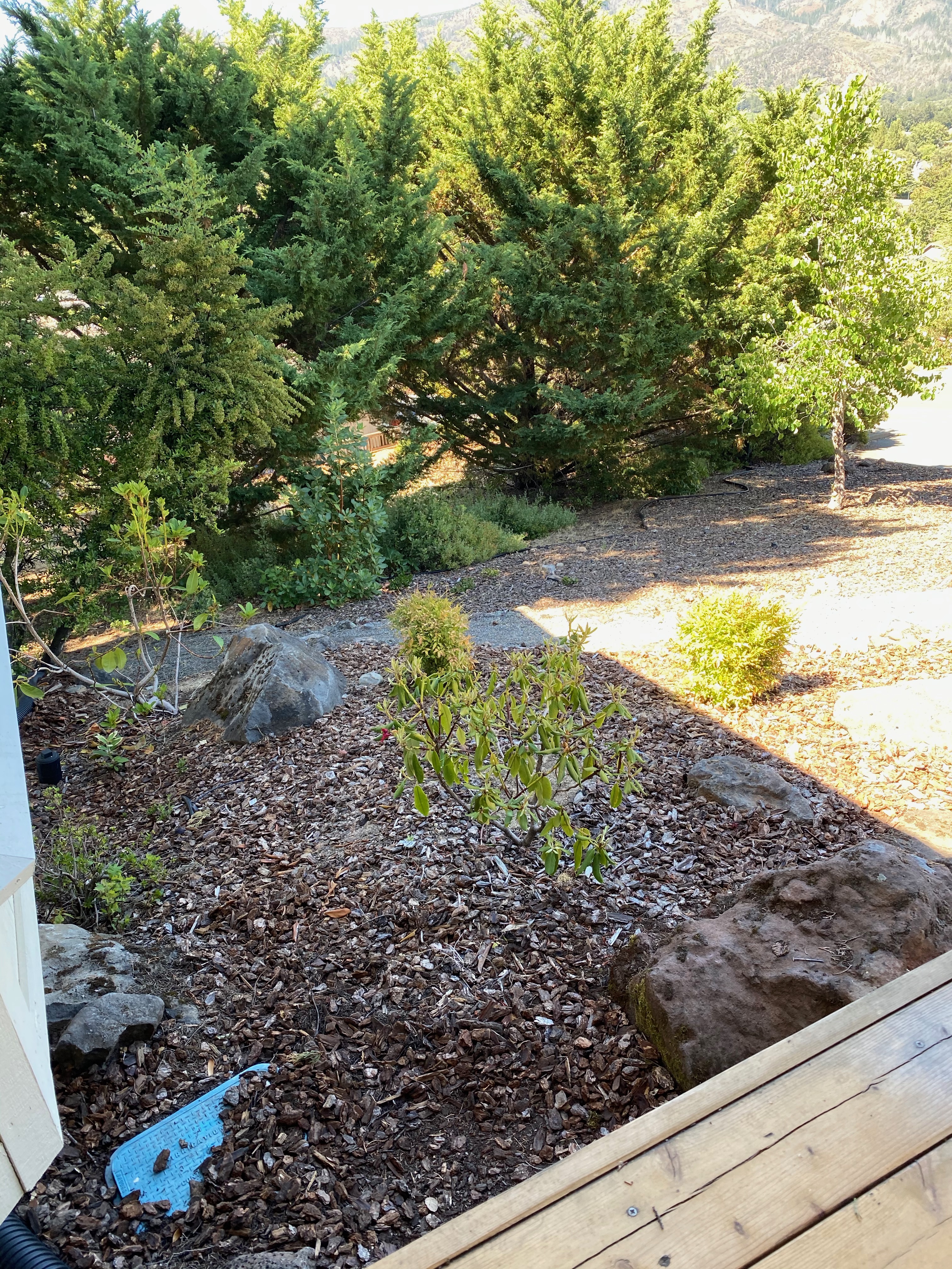 Before - struggling plants and mulch near the house against Fire Safe Oakmont codes.