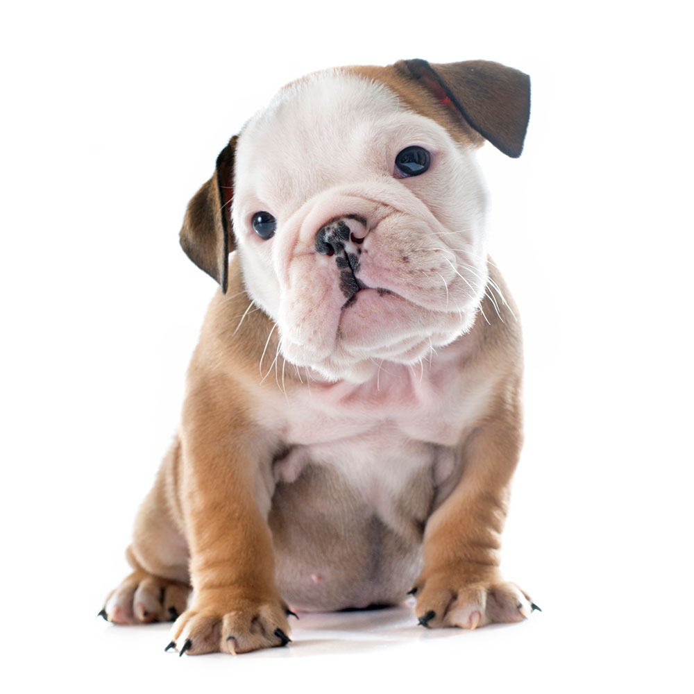 CAVET - Clínica veterinaria