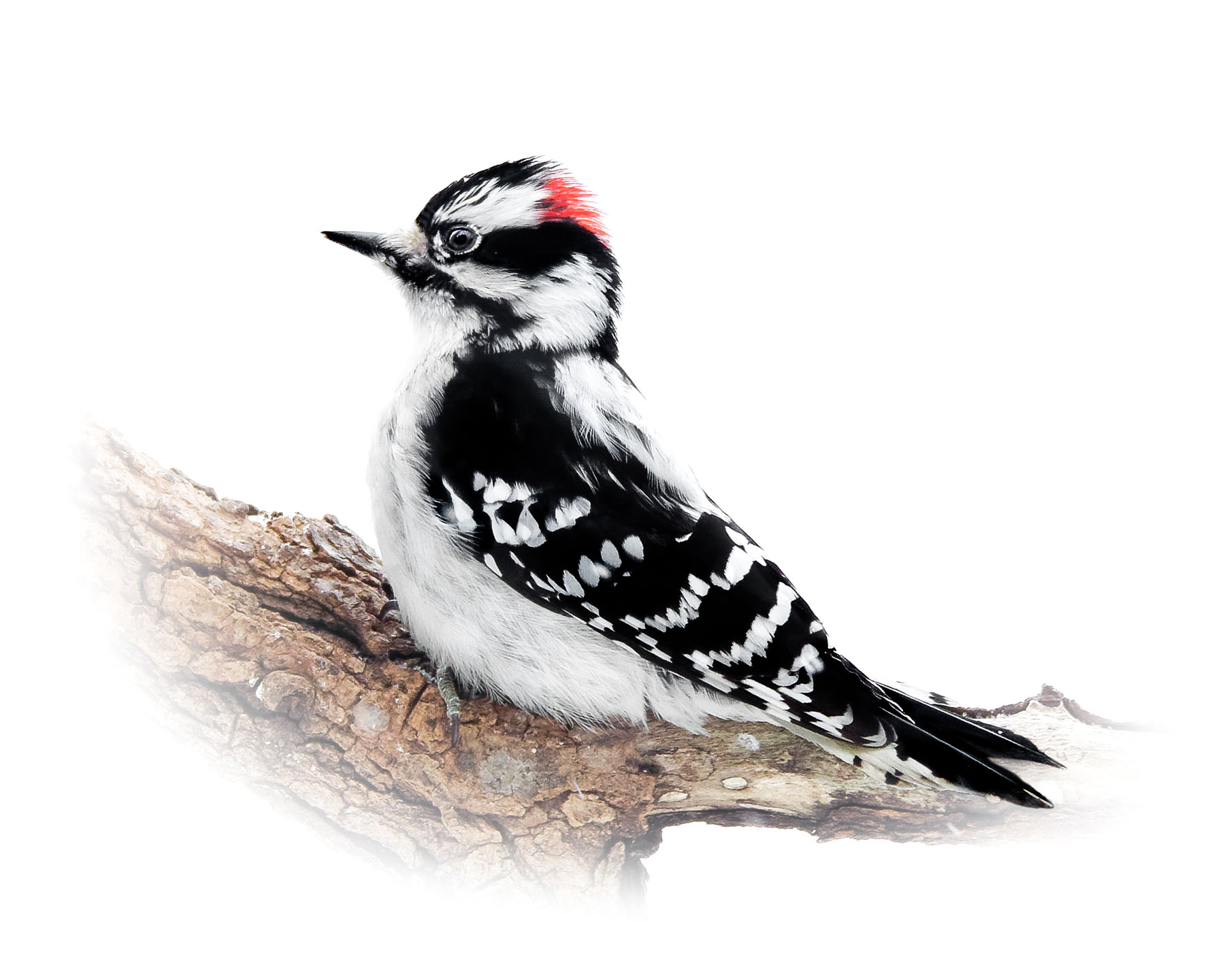 Downey Woodpecker 10