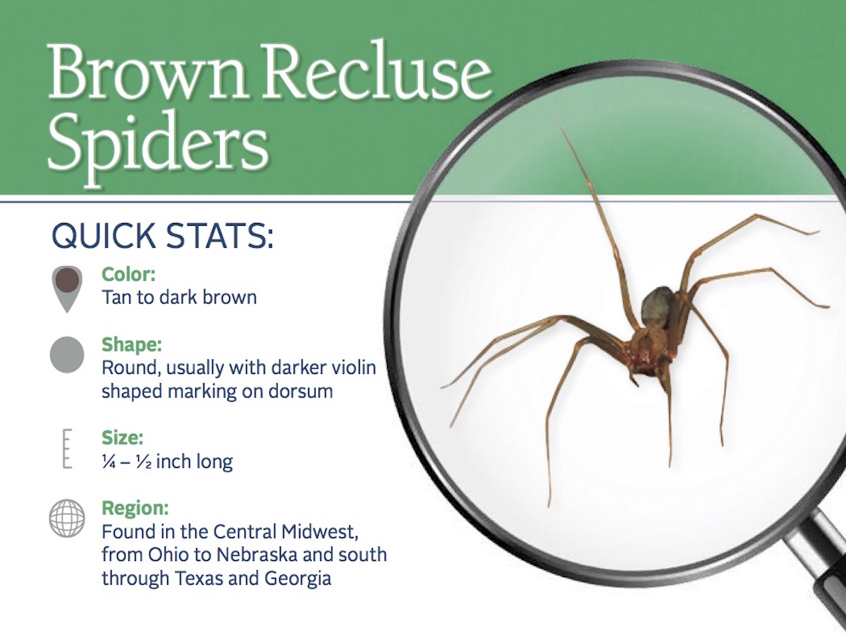 https://0201.nccdn.net/1_2/000/000/127/7ba/brown-recluse-spider-pest-id-card_front.jpg