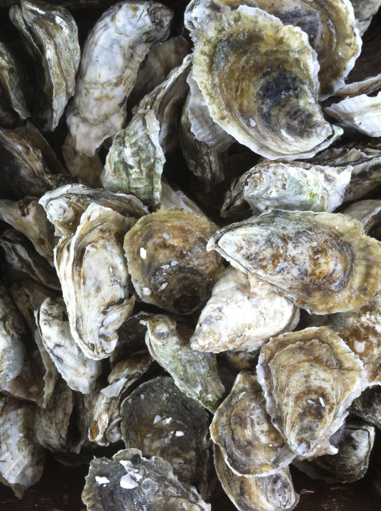 
THANKS TO OUR FRIENDS & COLLEAGUES AROUND THE WORLD INVOLVED IN OYSTER FARMING ..........