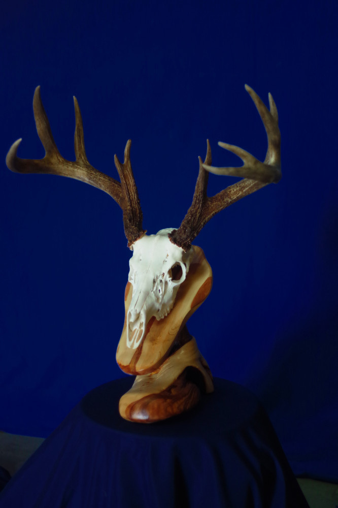 bleached-deer-skull-on-customer-juniper-base