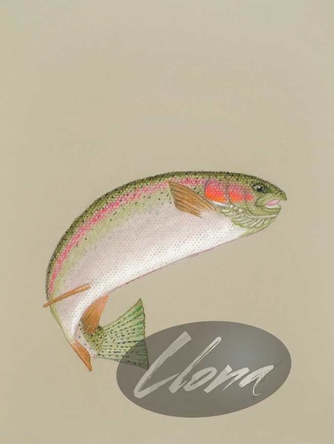 Rainbow Trout Two 2019
Original Pastel Painting
9 "x 12"