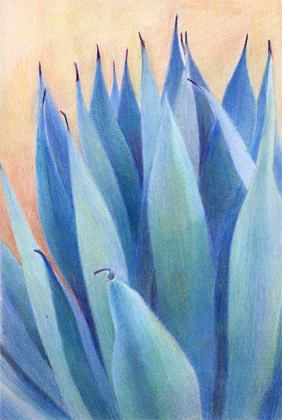Tombstone Agave (30cmx20cm) coloured pencils on Arches HP