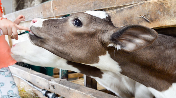 ASOCIACIÓN MEXICANA DE CRIADORES DE GANADO SUIZ-BÚ DE REGISTRO A.C. - CRIADORES DE GANADO