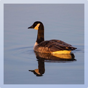 Canadian goose