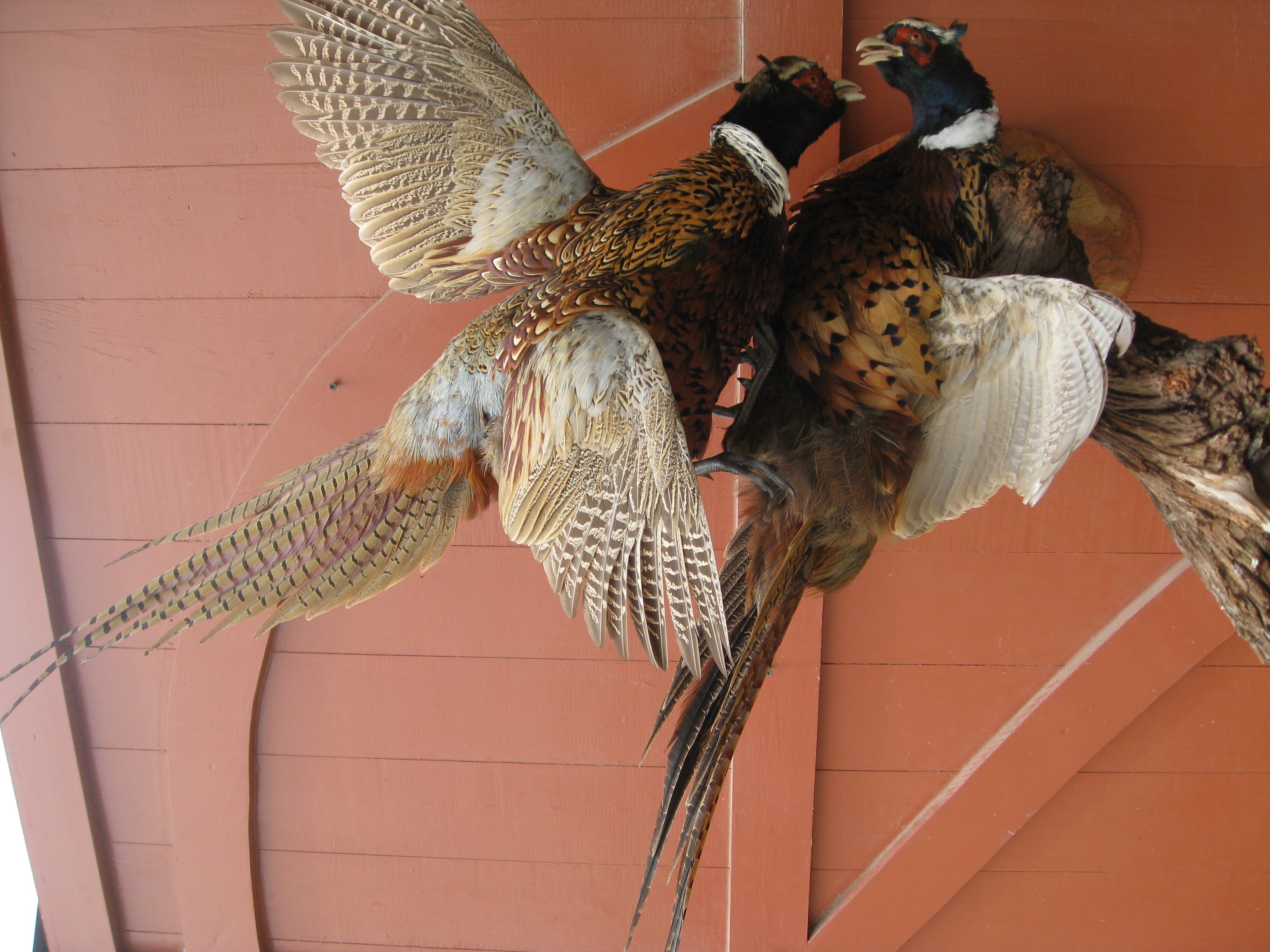 https://0201.nccdn.net/1_2/000/000/128/886/Taxidermy-2-103-3264x2448.jpg