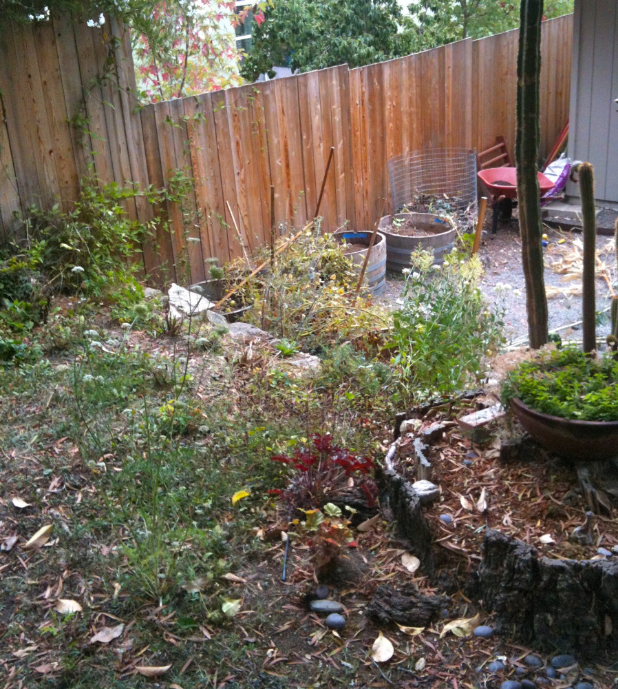 BEFORE - Surface tree roots in the lawn area and lack of design.