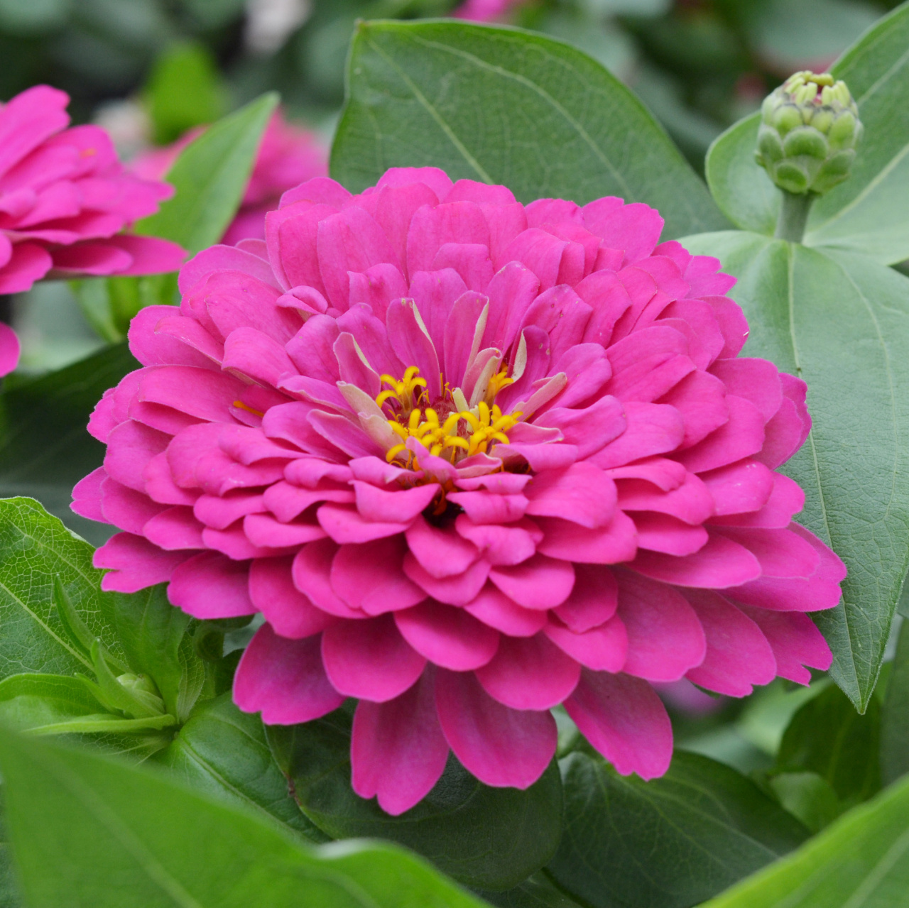 Эустома мариачи. Пинк 5. Пинк 5. Алиша мур. Цинния zinnia gigantica bright pink.