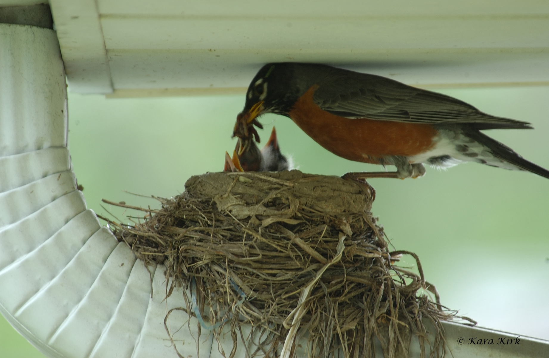https://0201.nccdn.net/1_2/000/000/129/53f/05-12-11-Robin-Nest---4031-Limerick-Ave--Cinti--OH-12-4x6-1842x1200.jpg