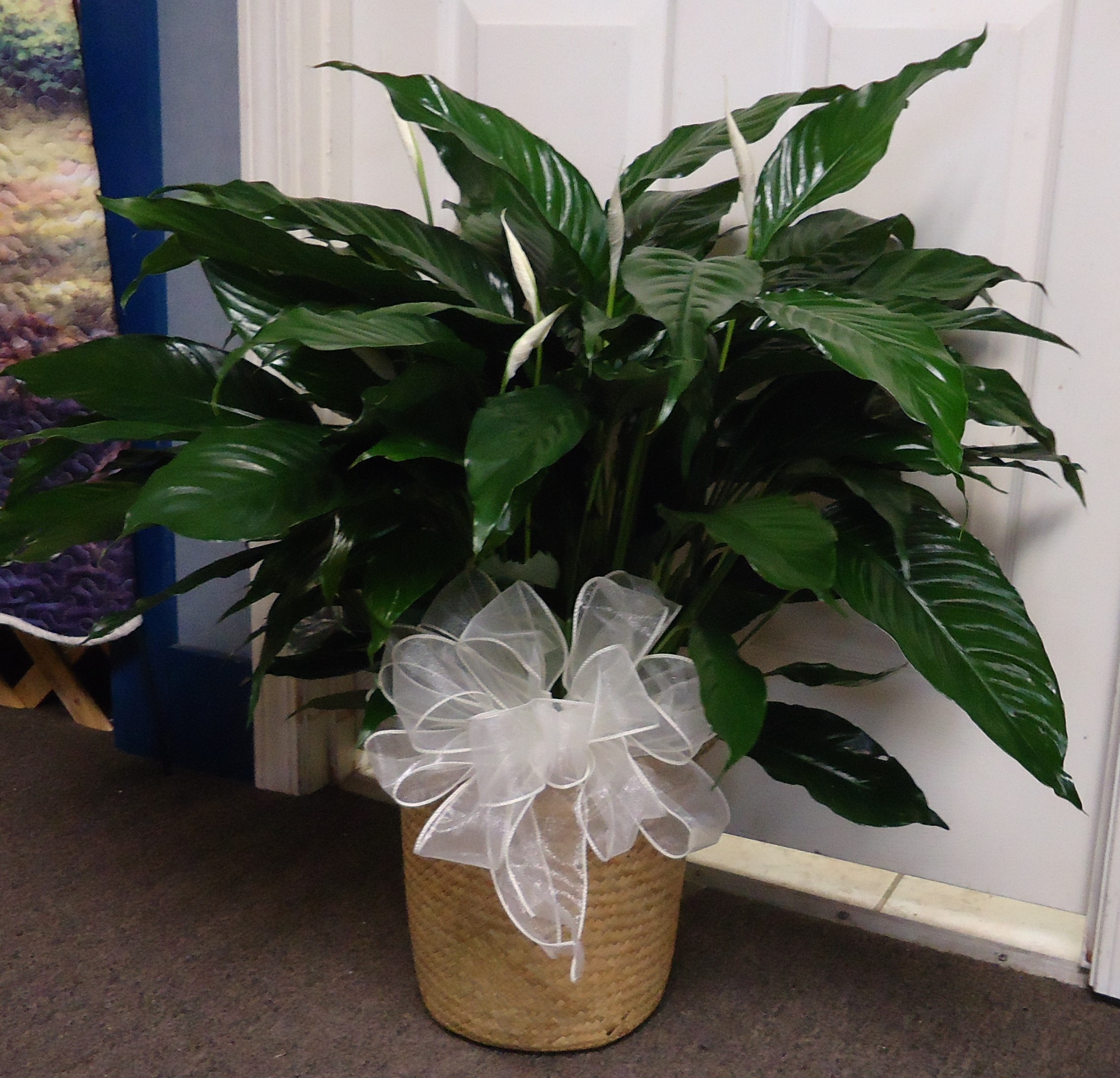 (25) "Large" Peace Lily Plant
$75.00