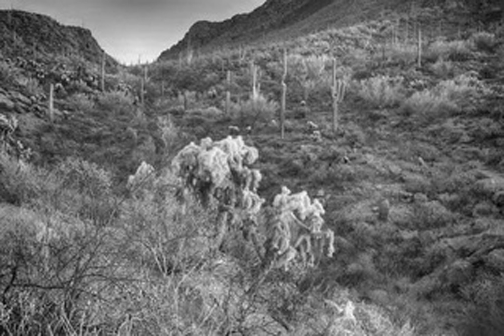 Saguaro Dusk