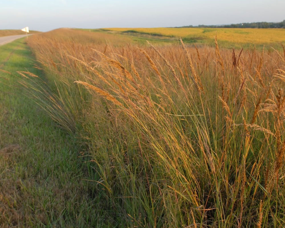 Native Warm Season Grass – Indiangrass