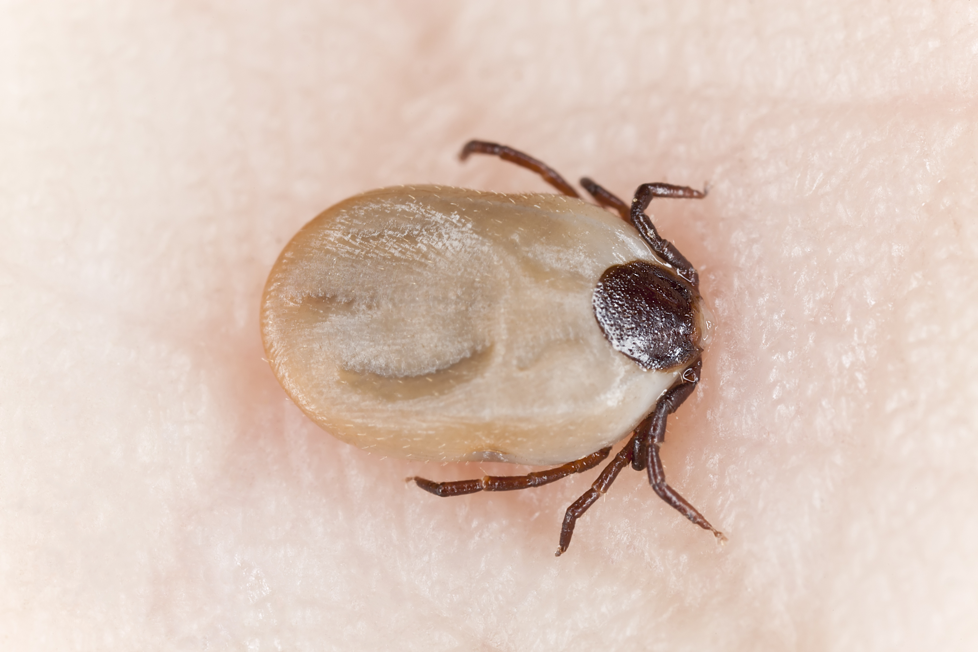 Tick with head in skin||||