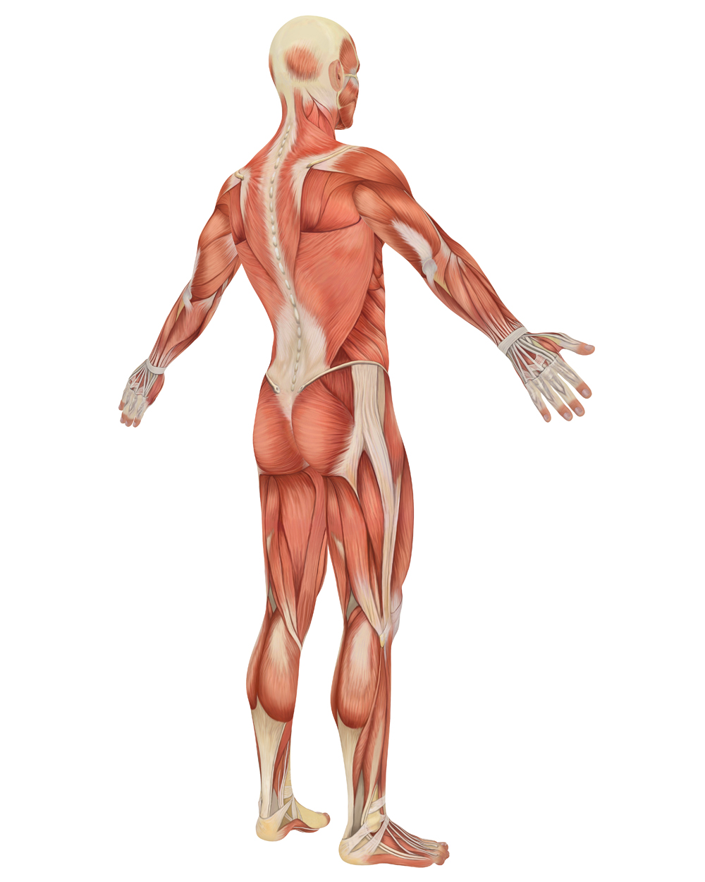 Diagram of body||||
