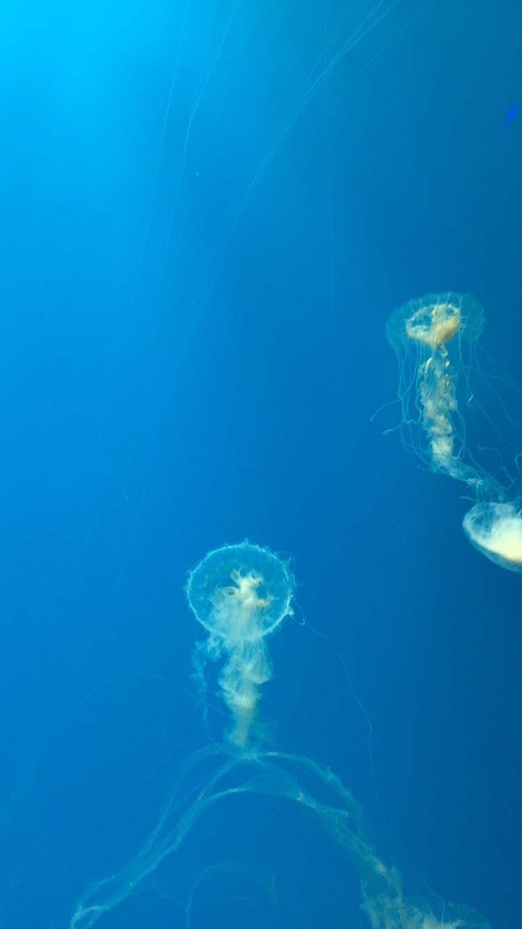 "Jellyfish 2" 2016
Baltimore Aquarium