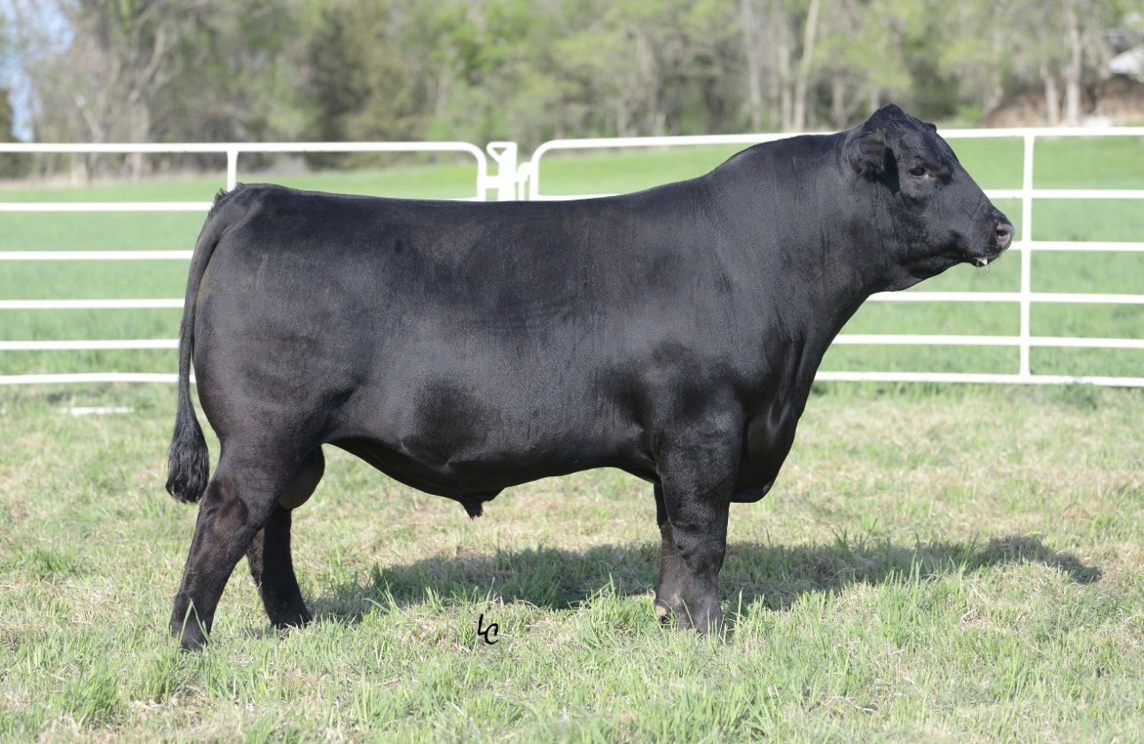 KCF Fairbanks *AI Sire* KCF Fairbanks *AI Sire*