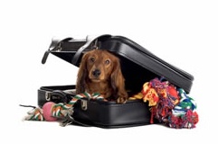 Dog in suitcase Dog in suitcase